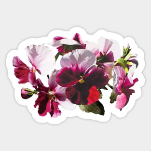 Pansies - Pink and Magenta Pansies Sticker